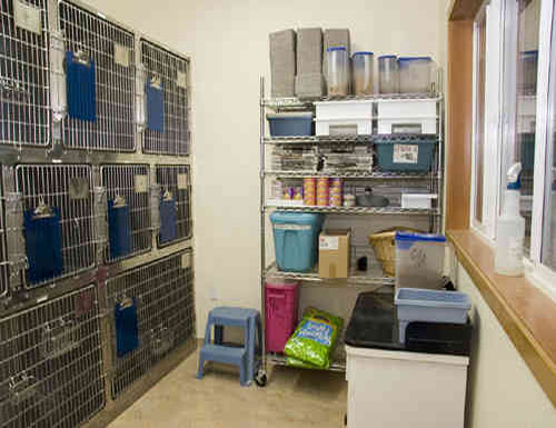 Cat ward