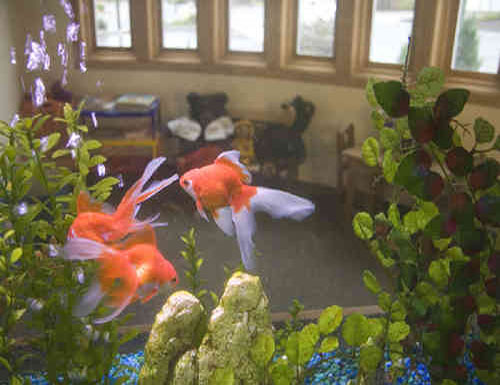 Two-sided fish tank in wall by children's play room in our lobby