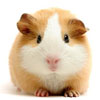 hamster