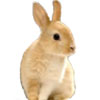 Animal Medical Care